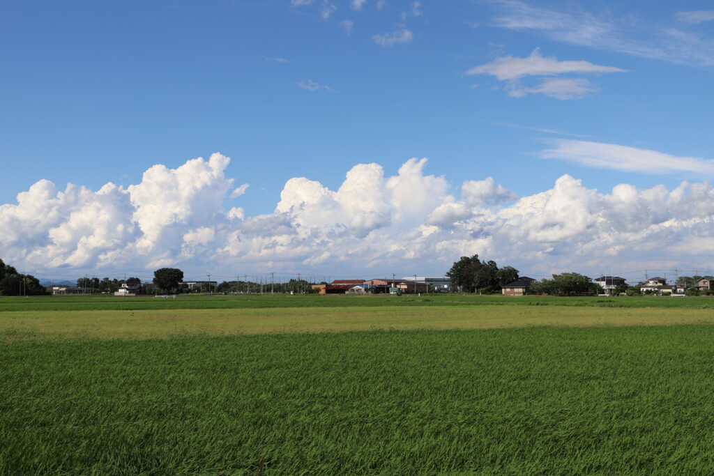 夏の空の下の埼玉県行田市の田園
