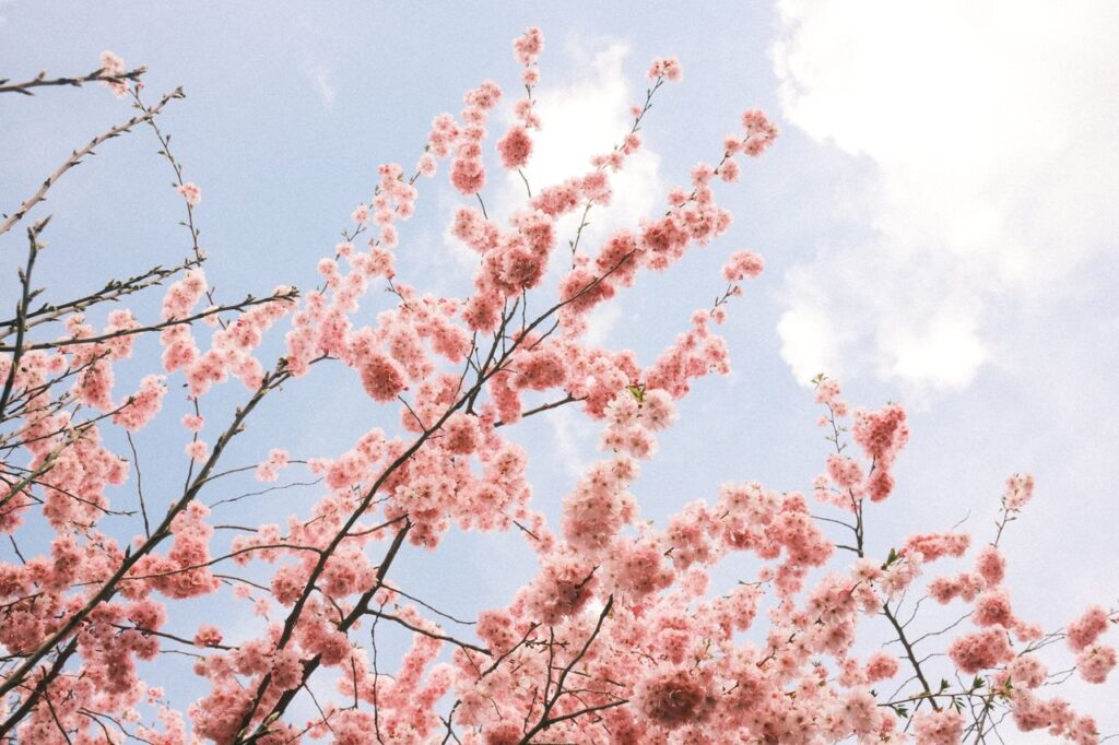 青空に向かって咲く淡い桃色の花の枝