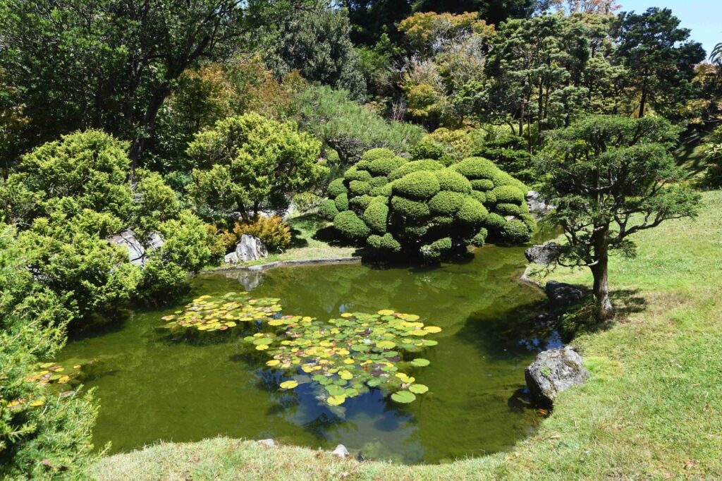 睡蓮の浮かぶ庭園の池