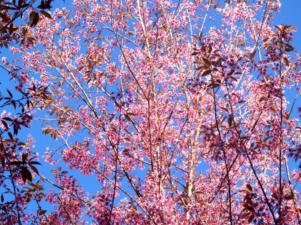 青空の下で枝いっぱいに咲く桃色の花