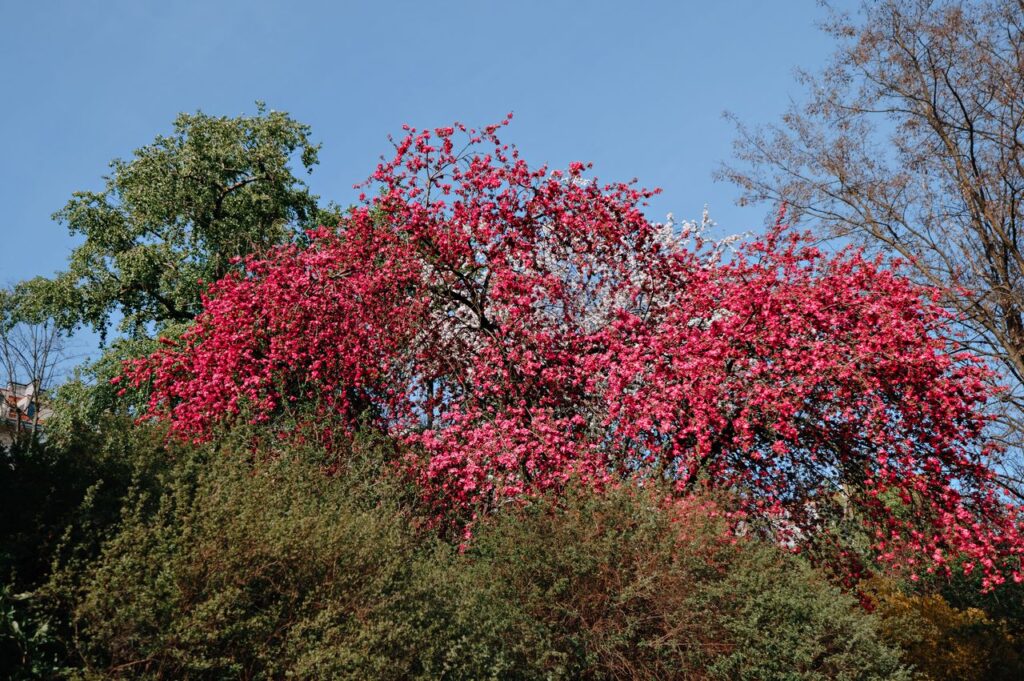 青空の下で赤く咲く花木と緑の木々