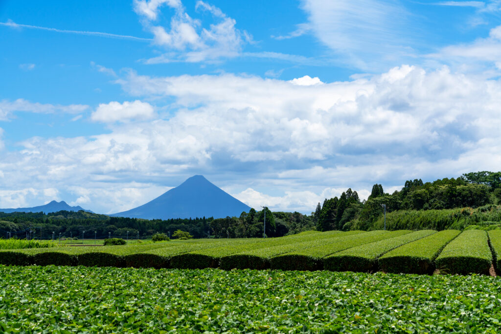 鹿児島県知覧の茶畑と開聞岳