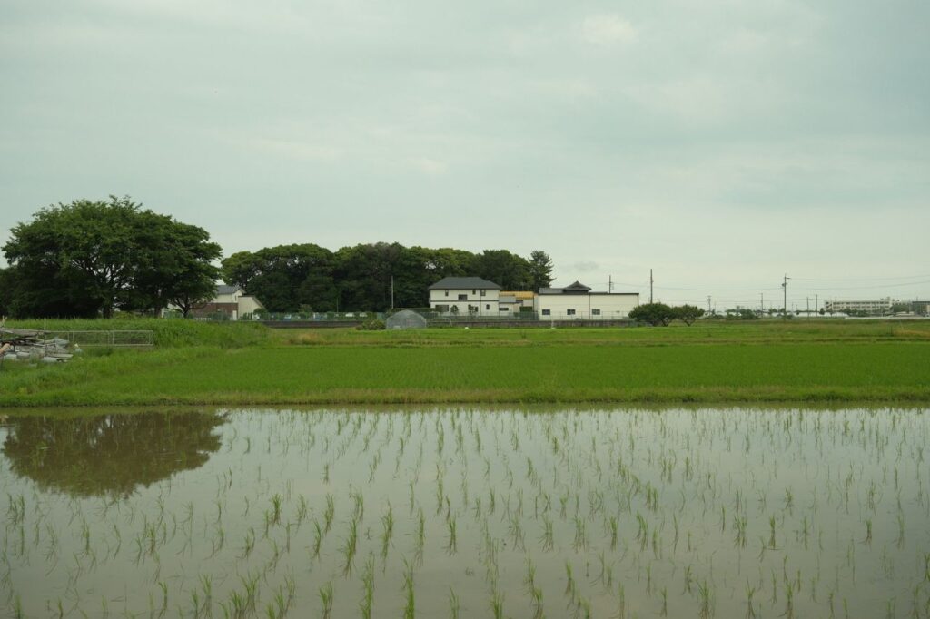 水を張った田んぼと遠くの家並み