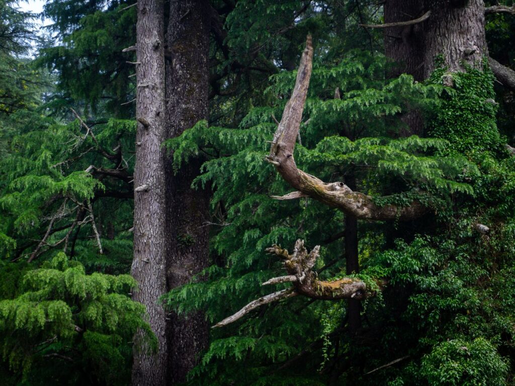 枝を広げる針葉樹の林