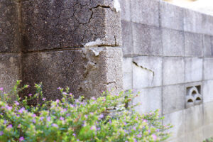 ひび割れたブロック塀と手前に咲く小さな花